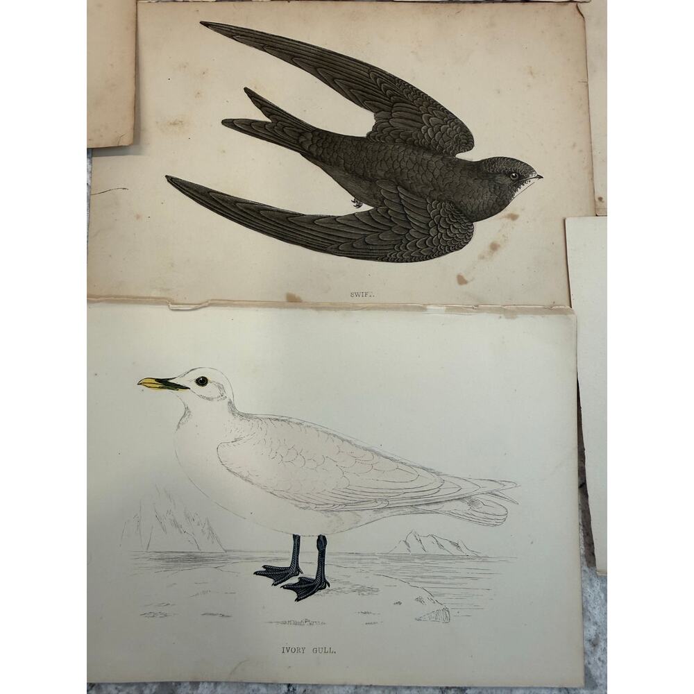 Collection of 15 Antique Ornithological & Natural History Prints Various Animals - Picture 8 of 13